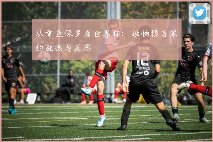 从章鱼保罗看世界杯：动物预言家的狂热与反思